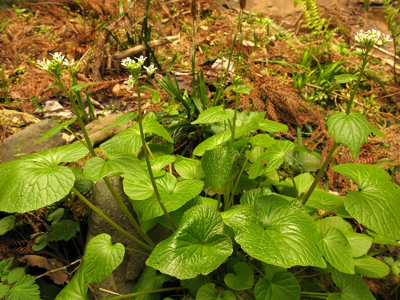 Live Wasabi Plant in the ground