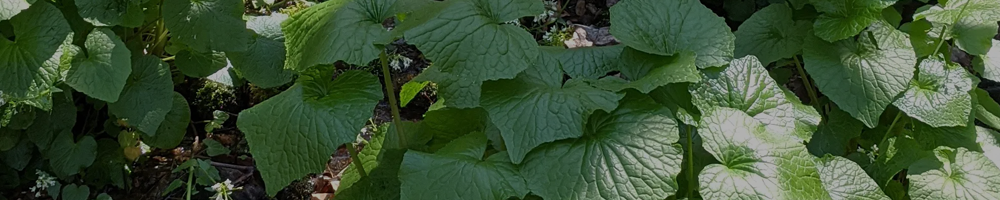 Fresh Wasabi Leaves