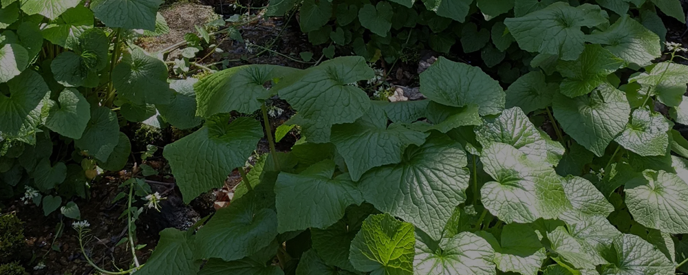 Fresh wasabi leaves on live plant