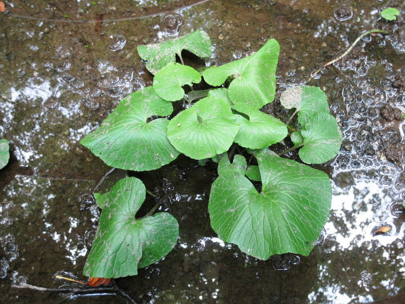Sawa wasabi plant growing in North Carolina mountains