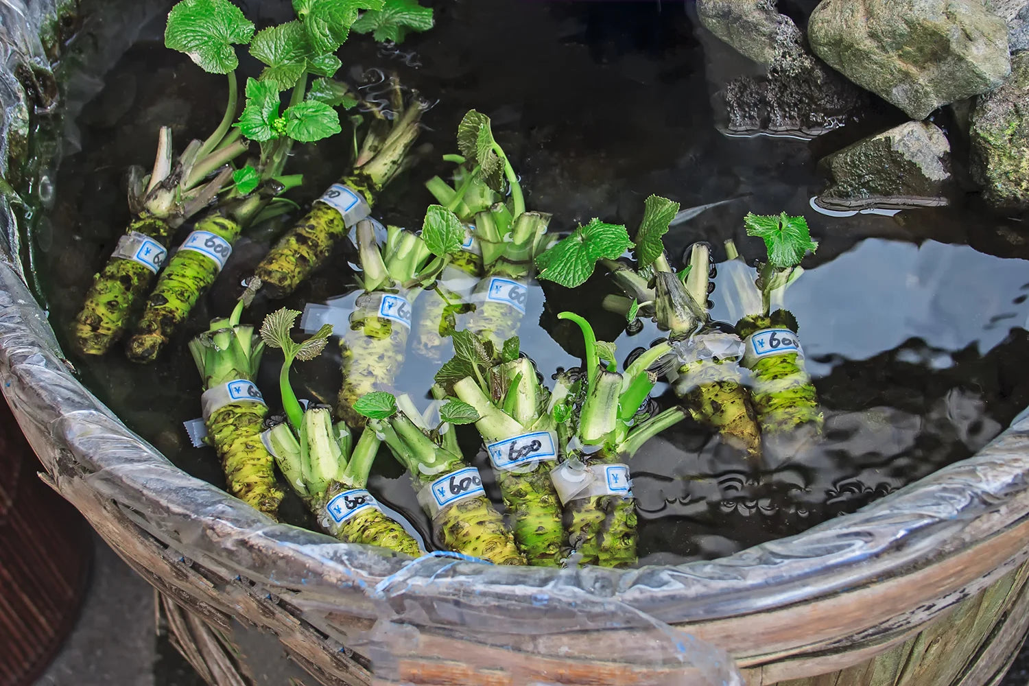 fresh wasabi plants in water