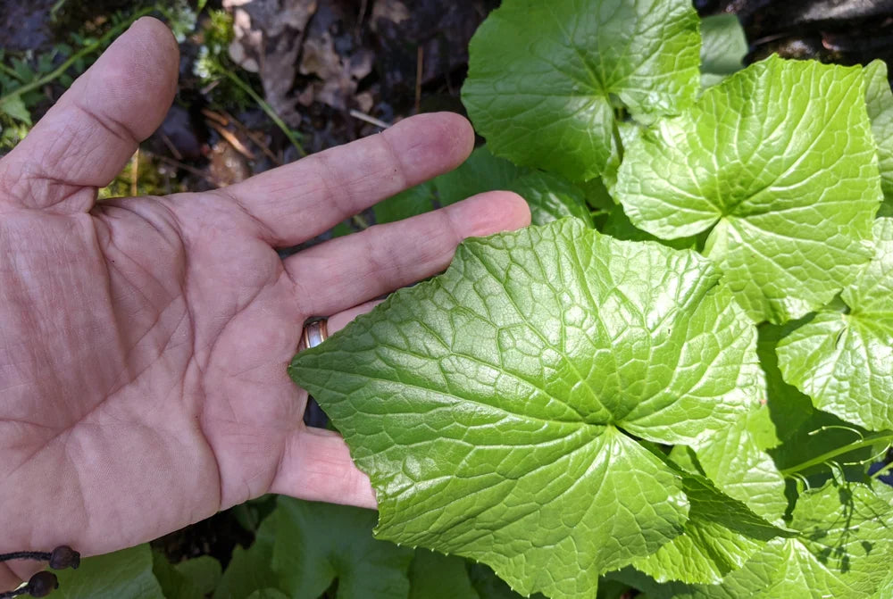 hand with wasabi leaves