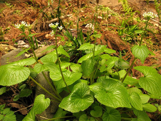 Live Wasabi Plant in the ground
