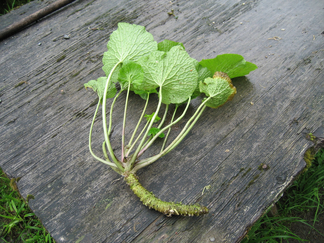 Wasabi rhizome with stems and leaves