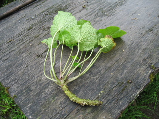 Wasabi rhizome with stems and leaves