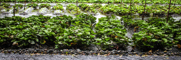 Fresh wasabi plant growing in the ground