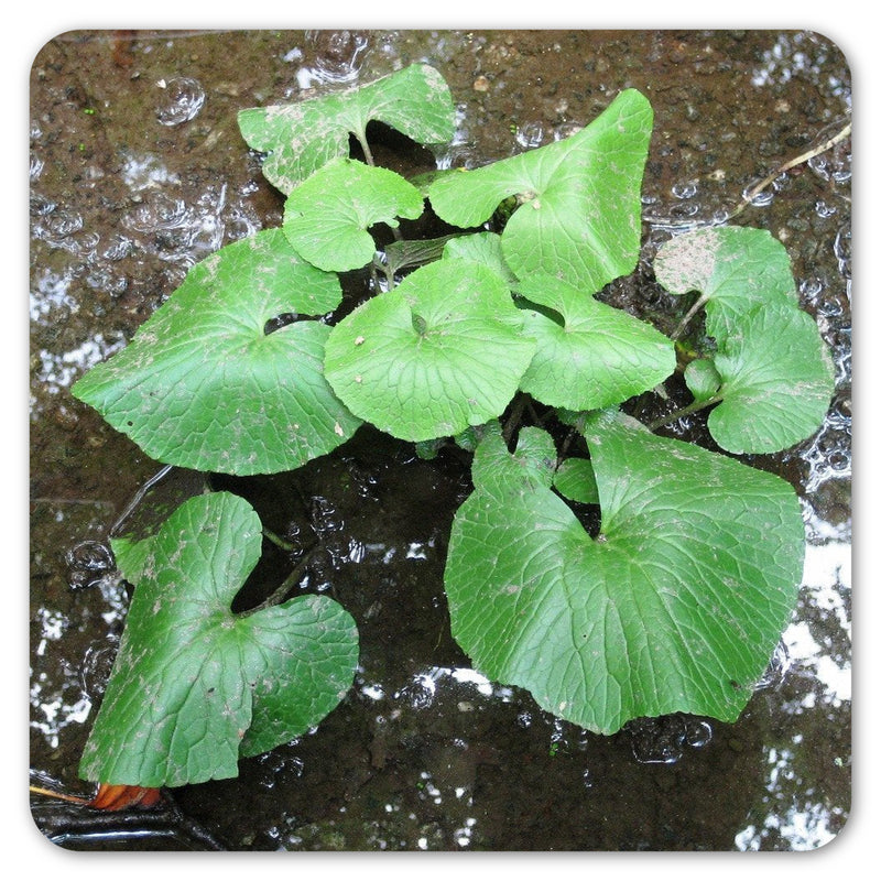 Fresh wasabi plant growing in the ground