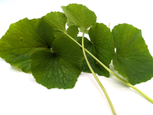 Load image into Gallery viewer, Fresh Wasabi Petioles | Peppery Nutrition | Salads, Pickling and Garnish