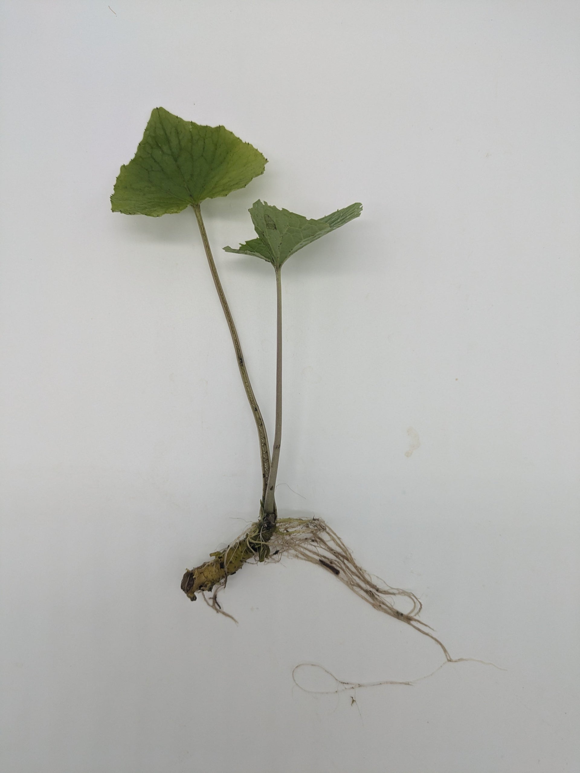 wasabia japonica plants for sale Real Wasabi Plant Starts | Wasabia japonica