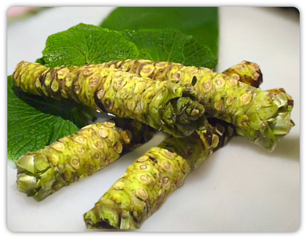 Fresh Wasabi Rhizomes with leaves