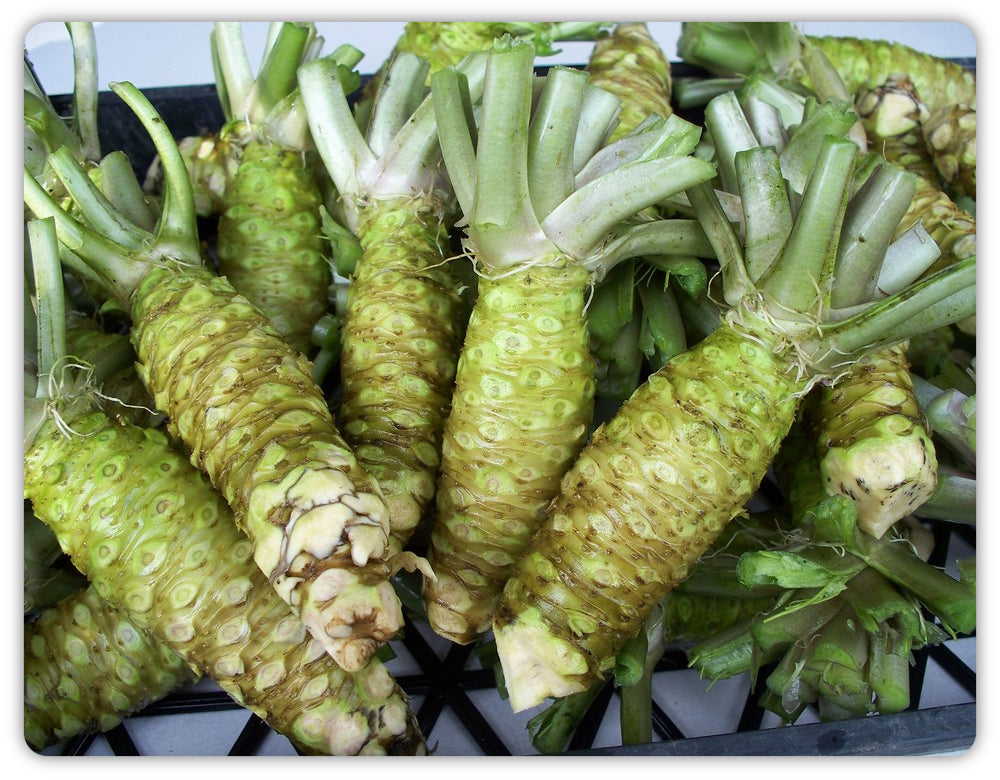 Fresh wasabi rhizomes