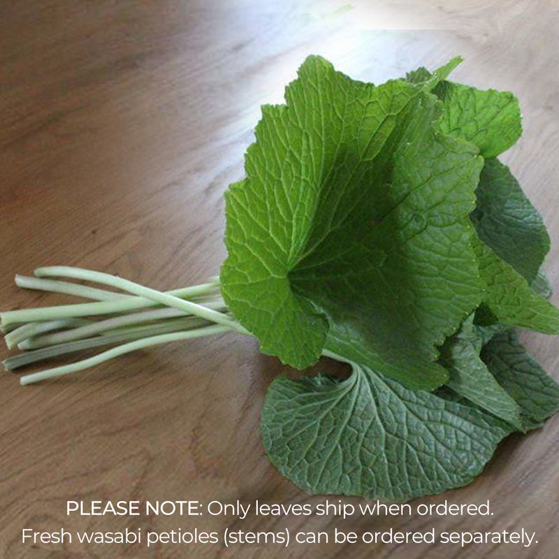 Fresh Wasabi Leaves | Salads, Plating or Wraps | Crisp and Peppery