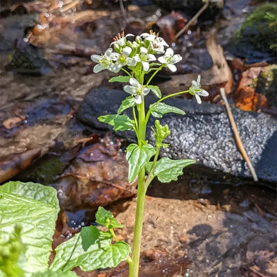 wasabi flower growing outdoors