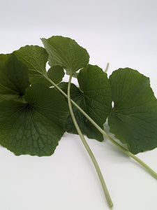 Fresh Wasabi Petioles | Peppery Nutrition | Salads, Pickling and Garnish