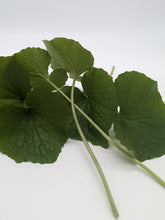 Load image into Gallery viewer, Fresh Wasabi Petioles | Peppery Nutrition | Salads, Pickling and Garnish