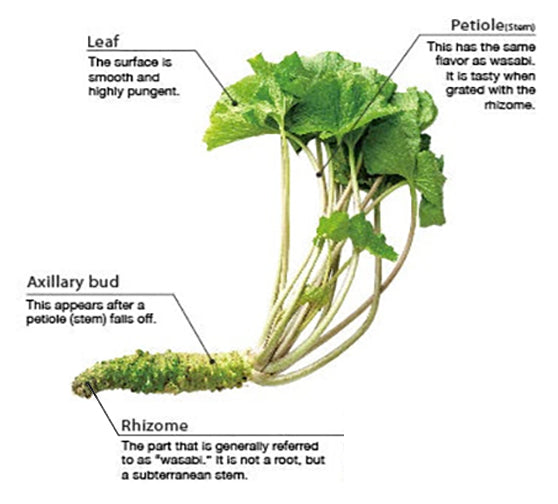 diagram of wasabi plant