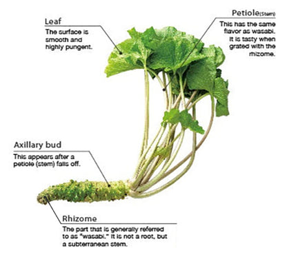diagram of wasabi plant