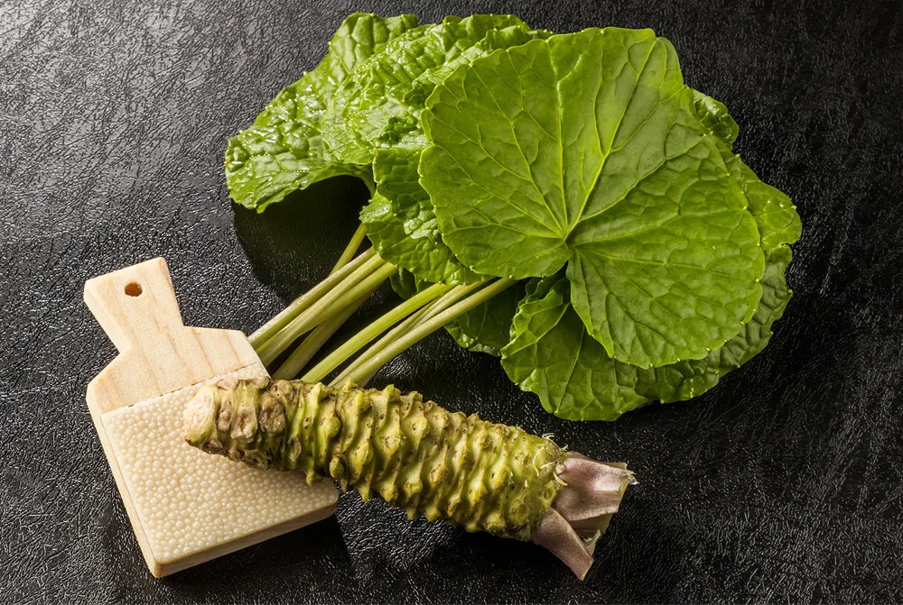 fresh wasabi leaves with grater crop