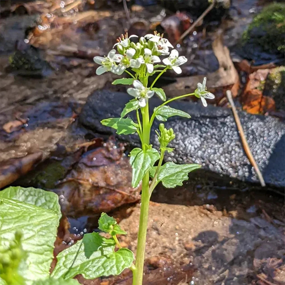 wasabi flowers