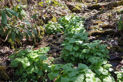 growing wasabi leaves crop