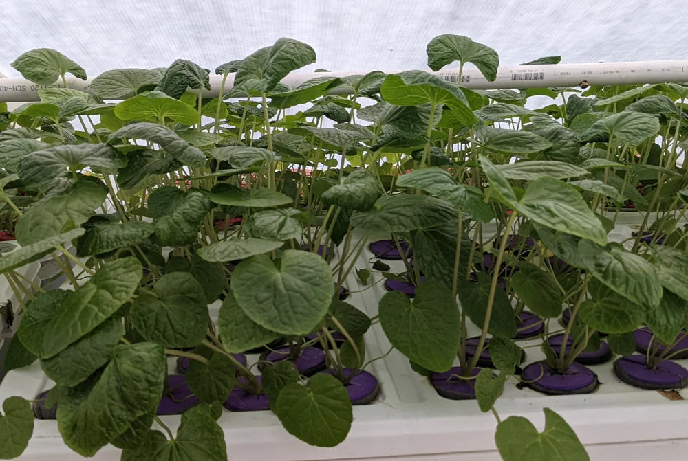 wasabi greenhouse crops