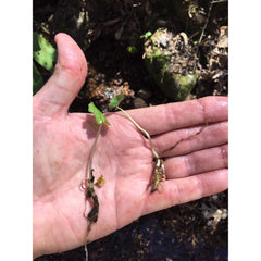 real wasabi plantlets