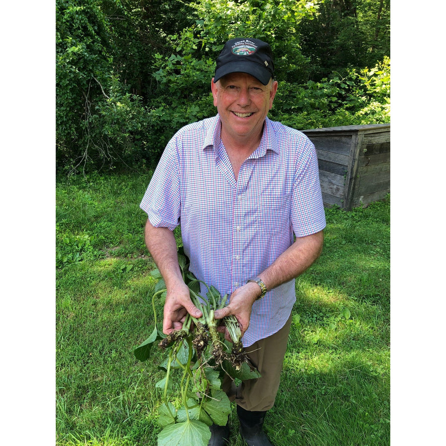 Wasabi Plants (Daruma Wasabia japonica), Rare, HardtoFind Real Wasabi
