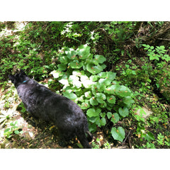 Wasabi Plant