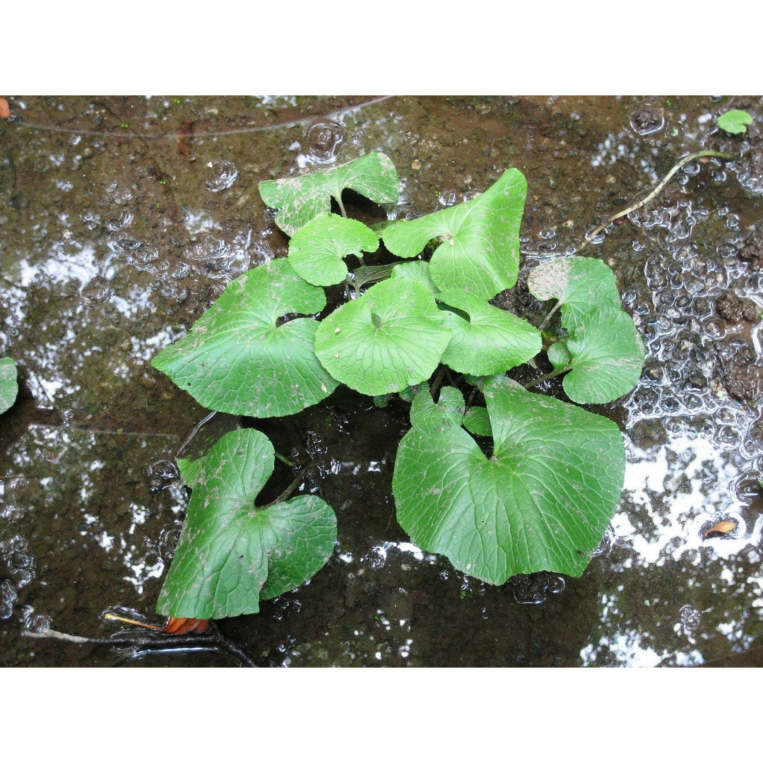 Wasabi Plants (Daruma Wasabia japonica), Rare, HardtoFind Real Wasabi