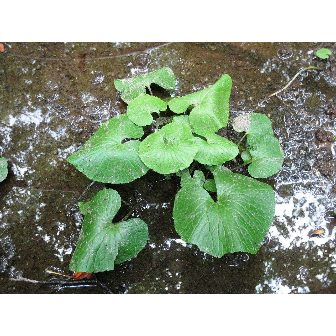 Real Wasabi Plant Starts | Wasabia japonica | Rare, Hard to Find