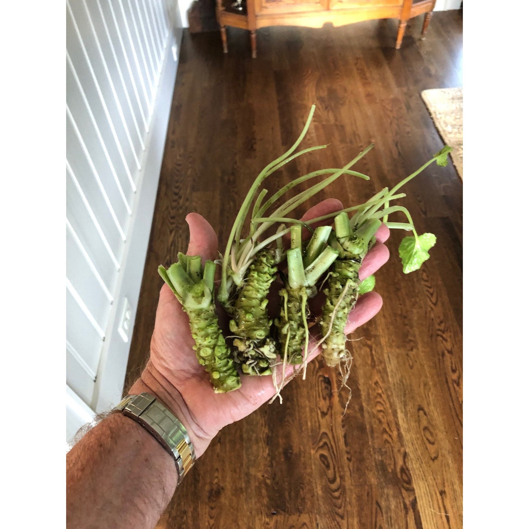 Wasabi Plants (Daruma Wasabia japonica), Rare, HardtoFind Real Wasabi