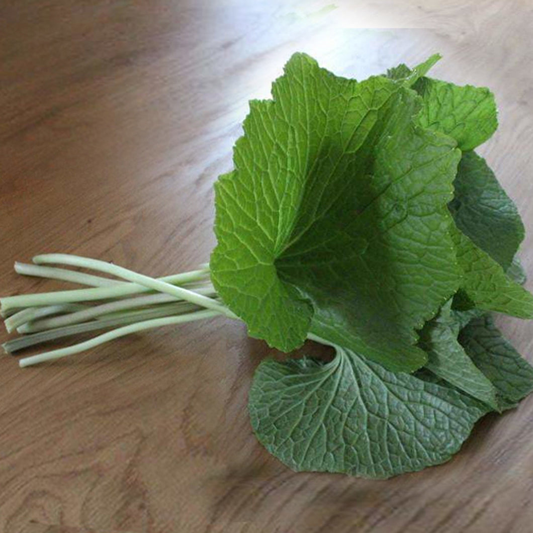 Fresh Wasabi Stems
