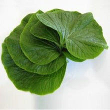 Load image into Gallery viewer, Wasabi Leaves